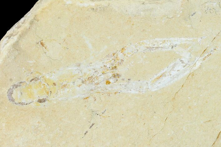 Cretaceous Lobster (Pseudostacus) Fossil - Lebanon #147128
